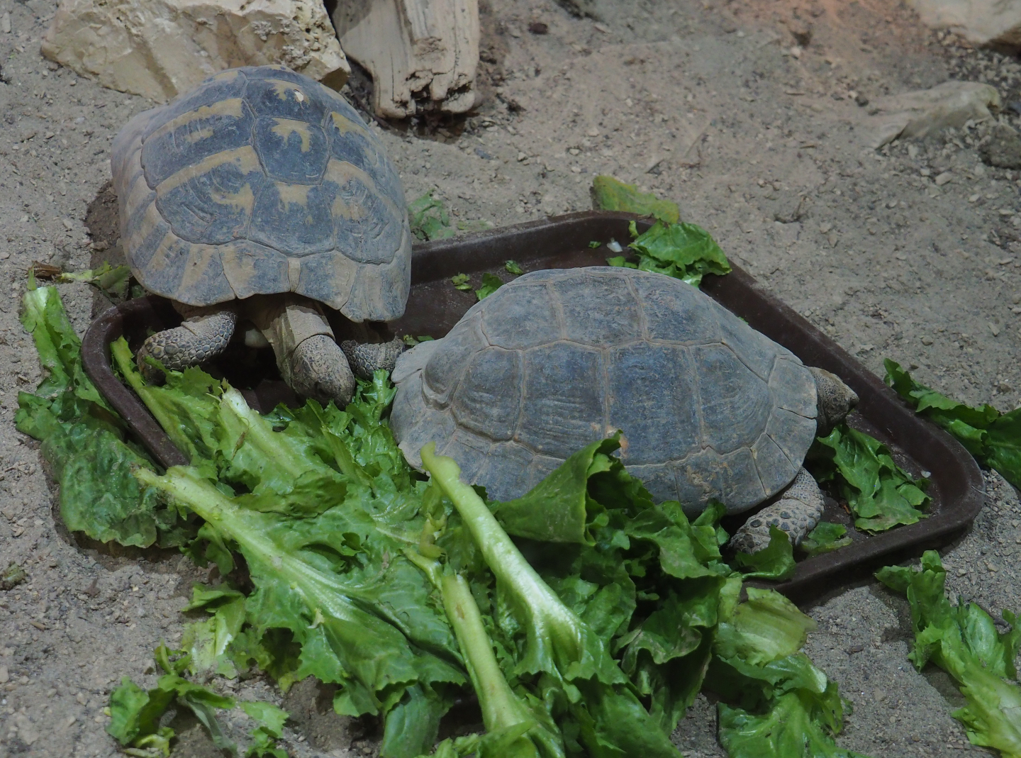Eastern Hermann's tortoises (Testudo hermanni boettgeri), 2019-10-04