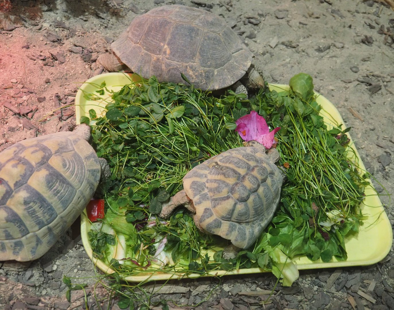 Eastern Hermann's tortoises (Testudo hermanni boettgeri), 2020-09-02