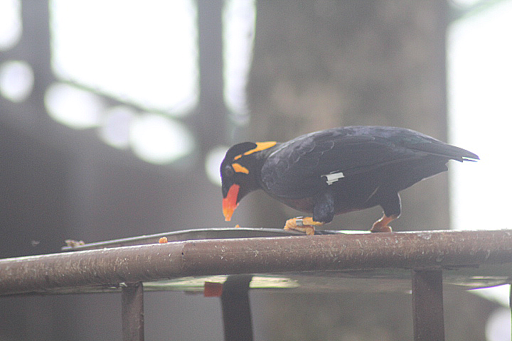 Eastern hill myna (Gracula religiosa religiosa)