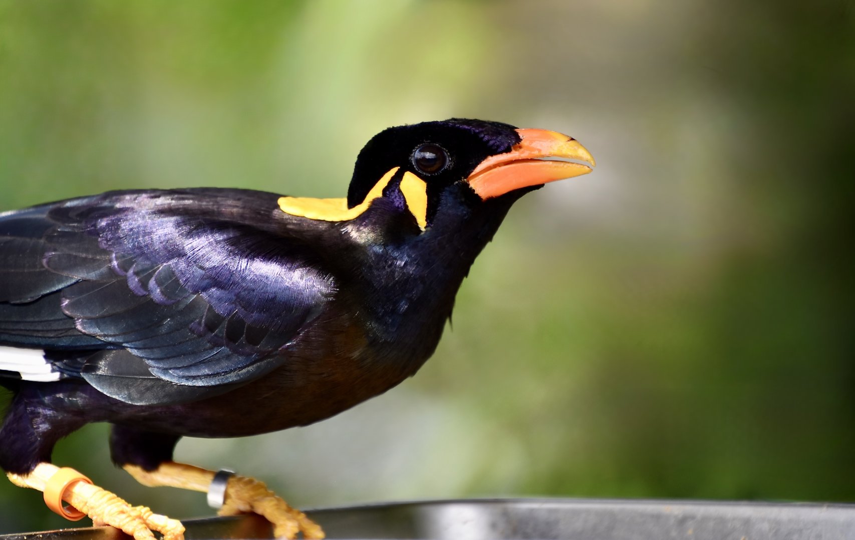 Eastern Hill Myna (Gracula religiosa religiosa)