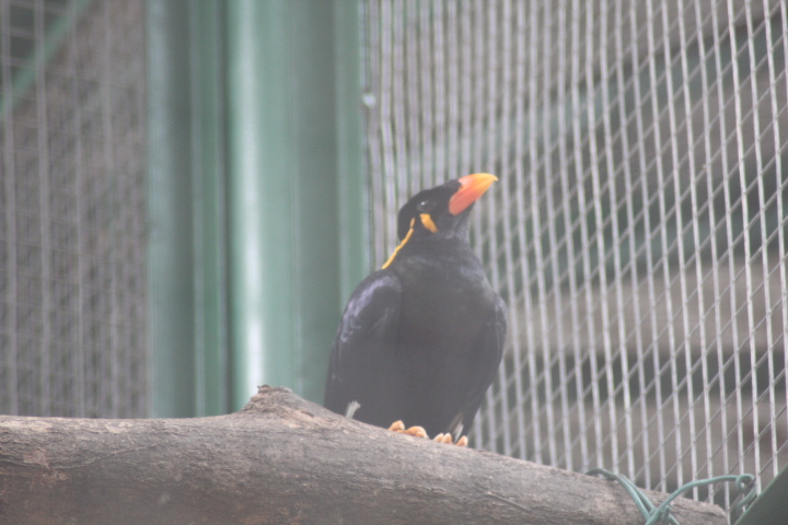Eastern hill myna (Gracula religiosa religosa)