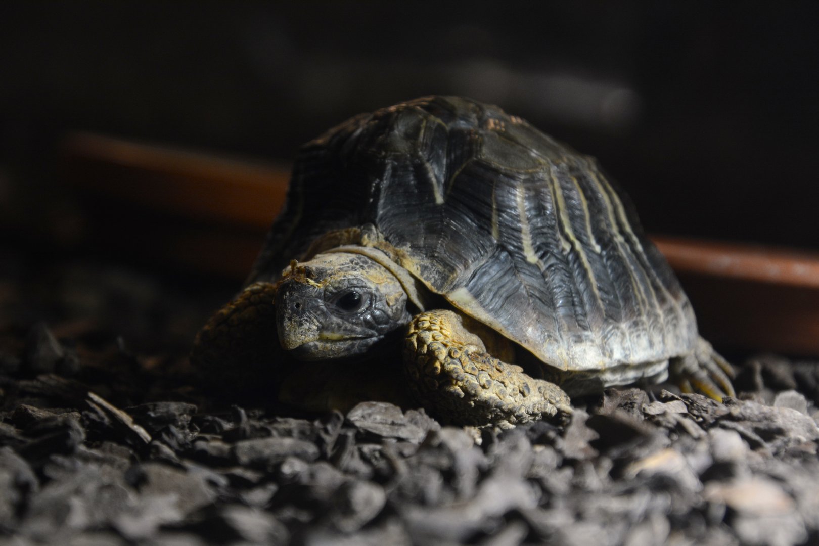 Eastern hinged-back tortoise (Kinixys zombensis)