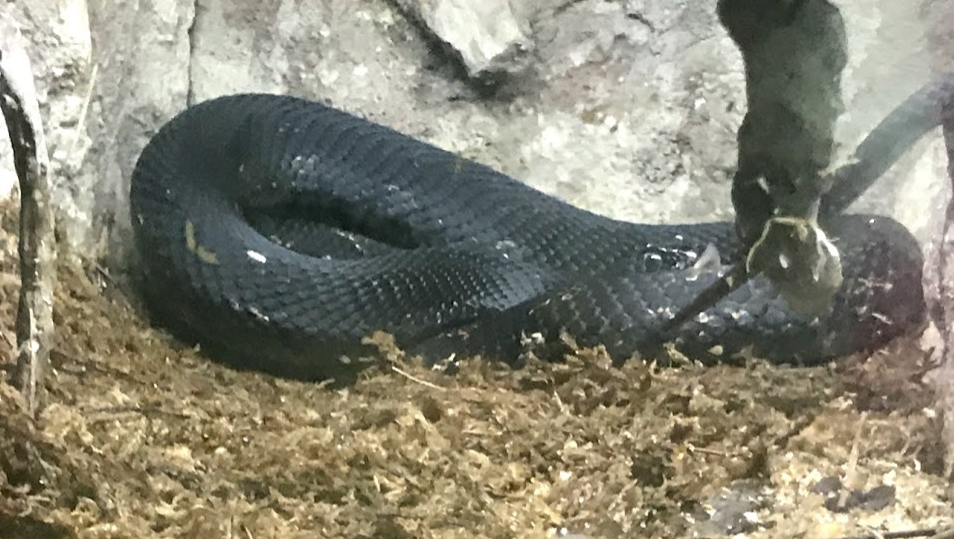 Eastern Hognose Snake at the North Carolina Zoo