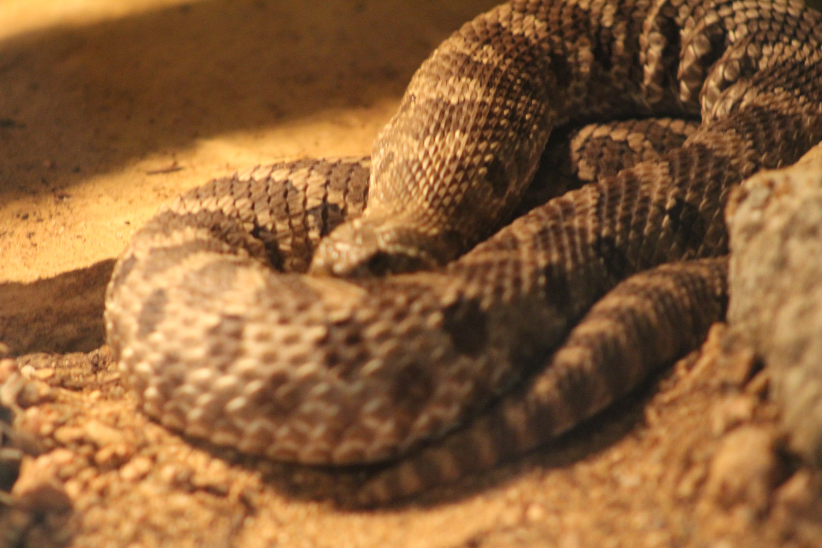 Eastern hognose snake | August 19, 2023