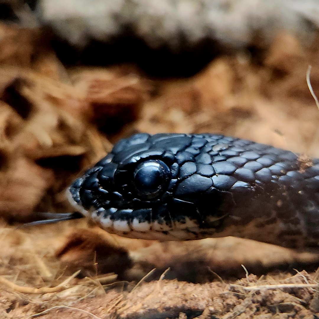 Eastern Hognose Snake (Heterodon platirhinos)