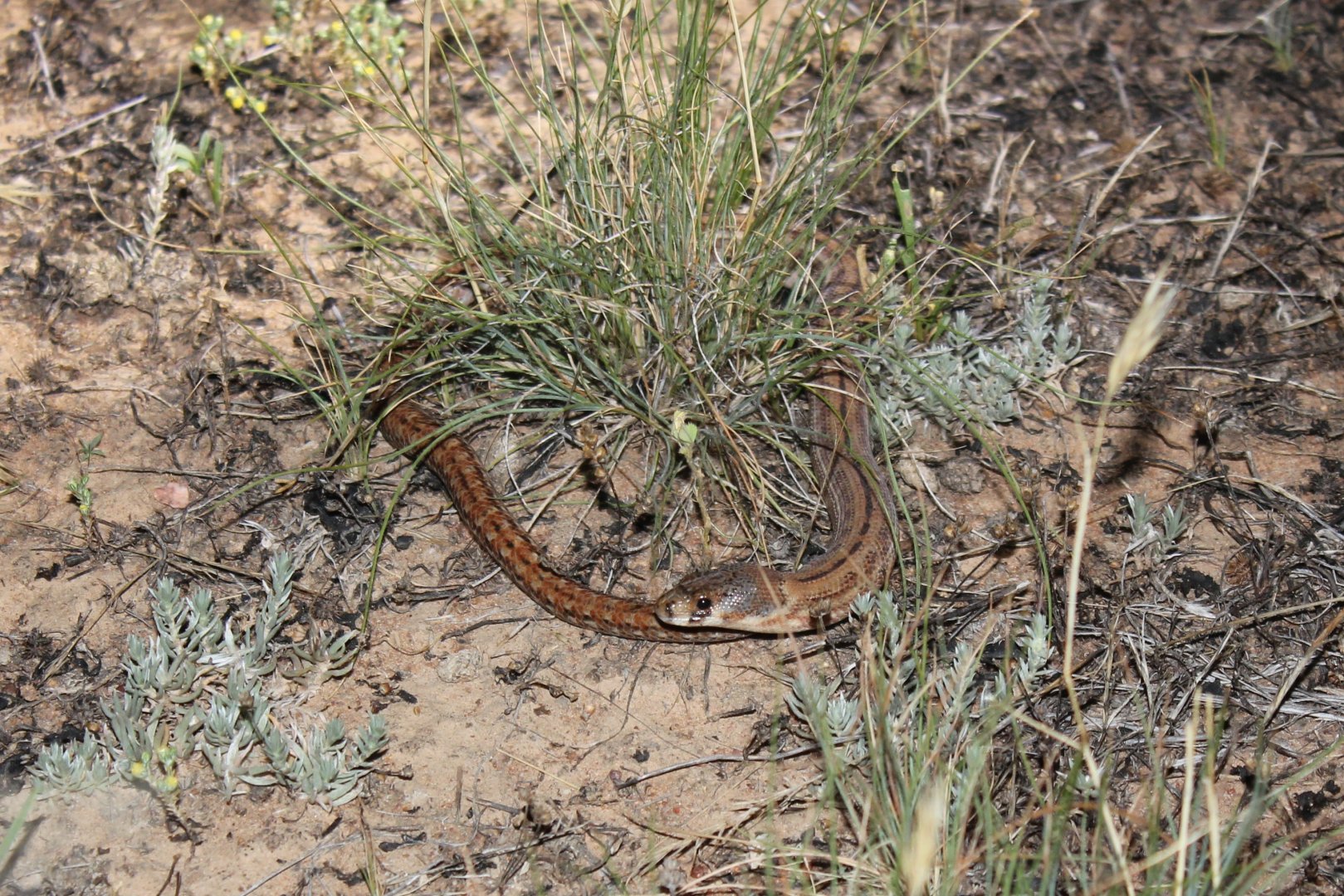 Eastern Hooded Scaly-foot (Pygopus scraderi)