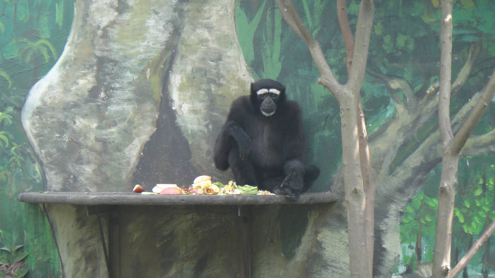 Eastern hoolock gibbon at Chengdu zoo 2013-3-24