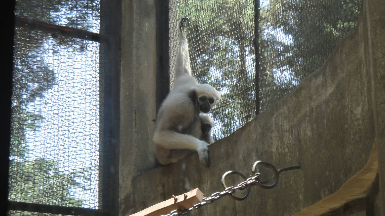 Eastern hoolock gibbon at Kunming zoo 2014-5-13