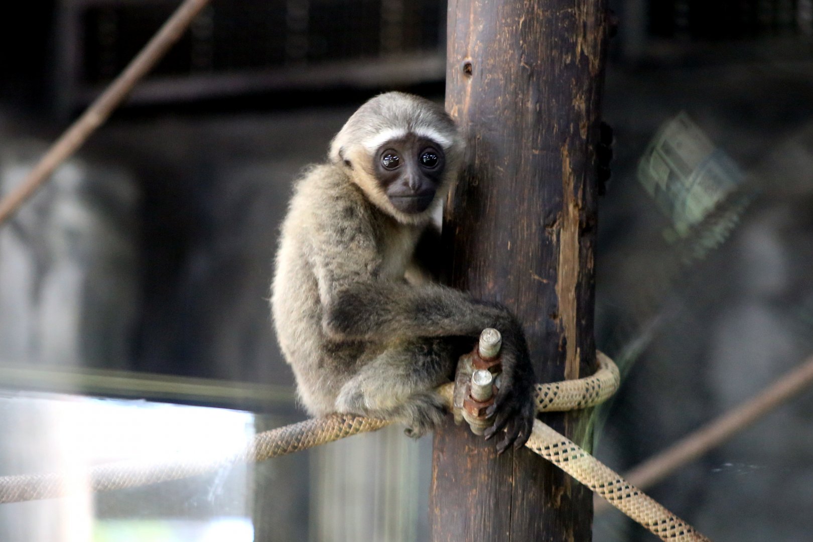 Eastern Hoolock Gibbon Baby