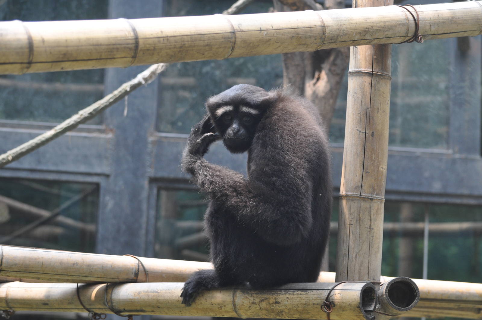 Eastern hoolock gibbon/ Bunopithecus leuconedys