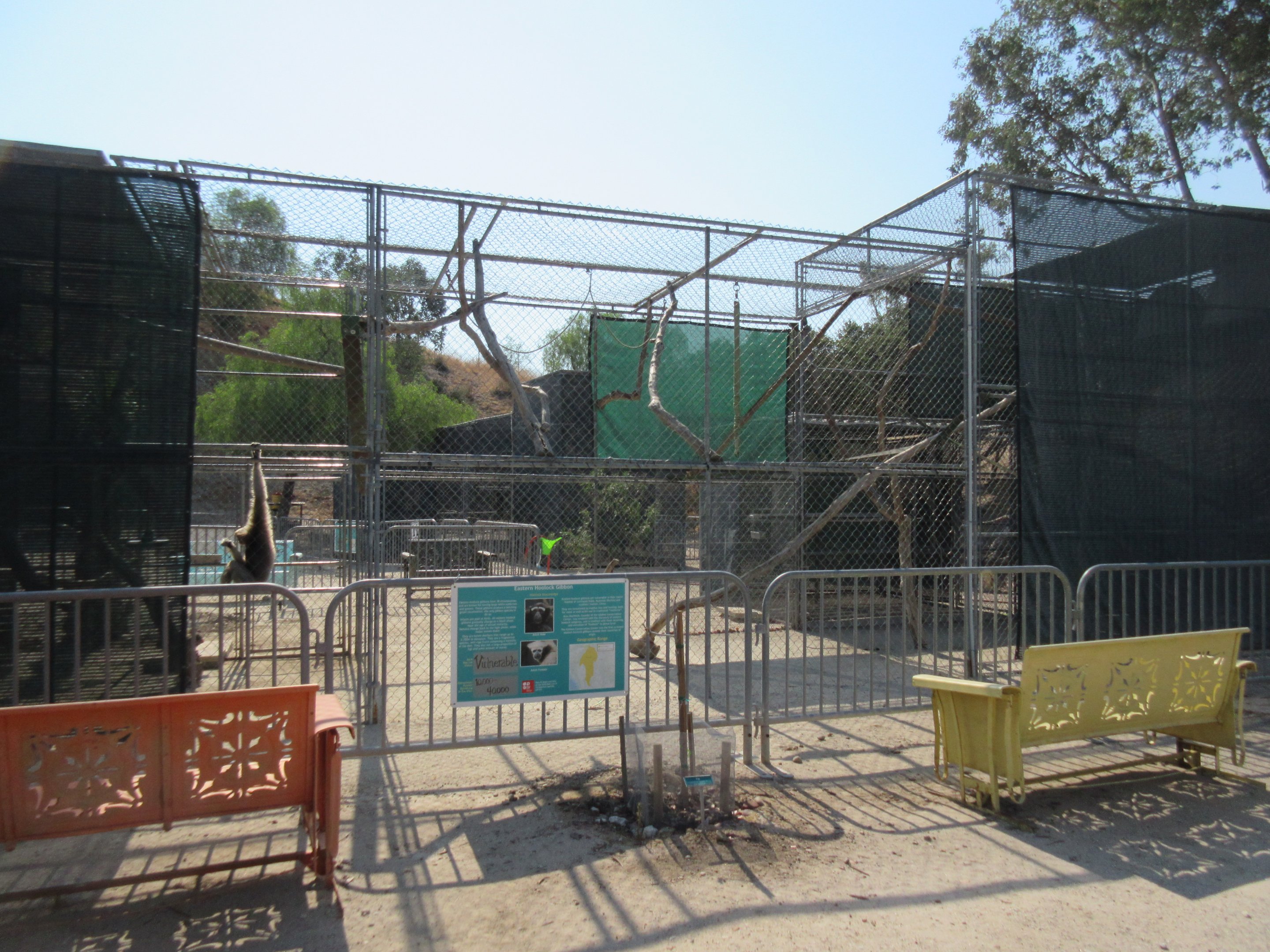 Eastern Hoolock Gibbon Exhibit