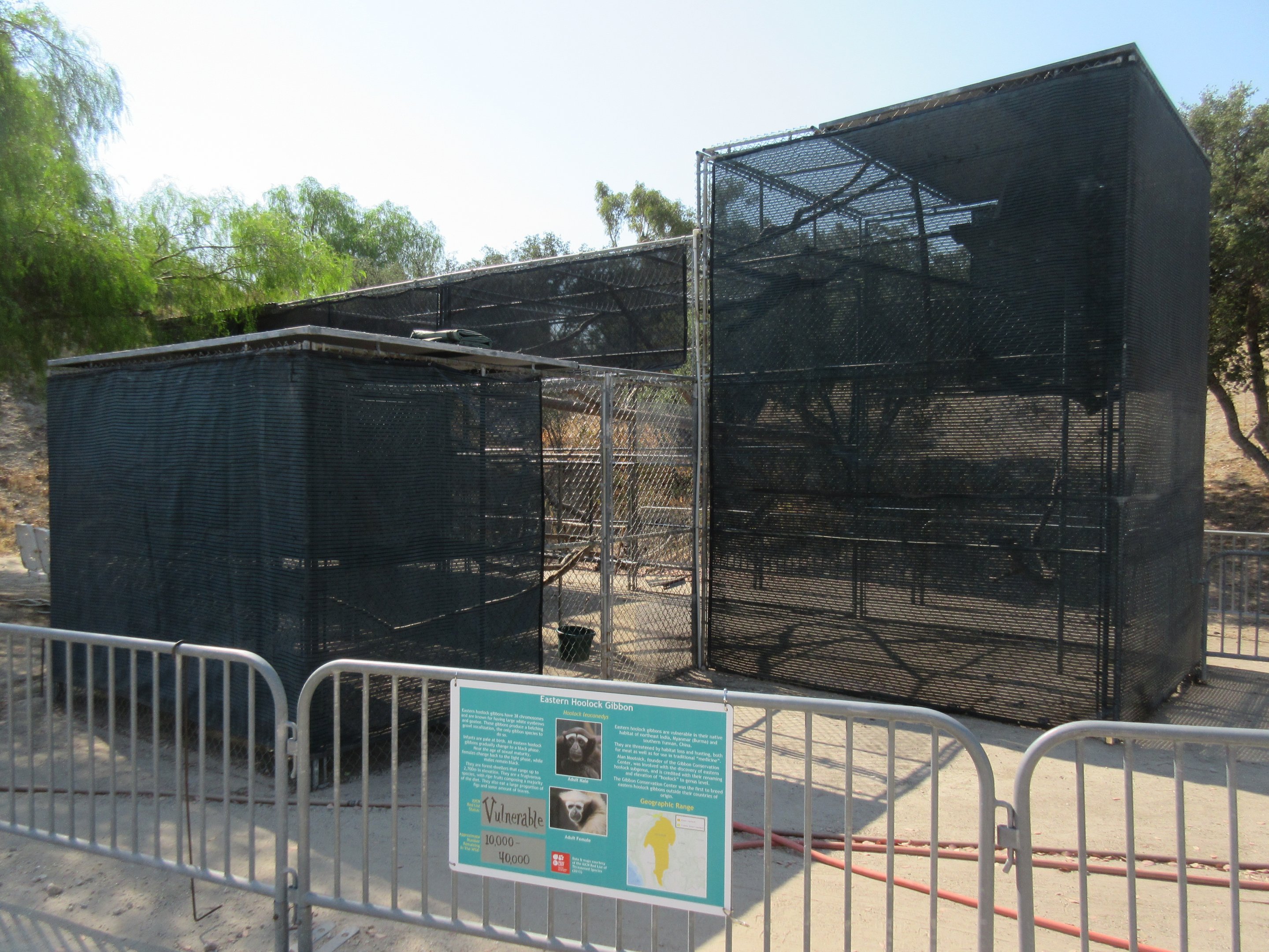 Eastern Hoolock Gibbon Exhibit