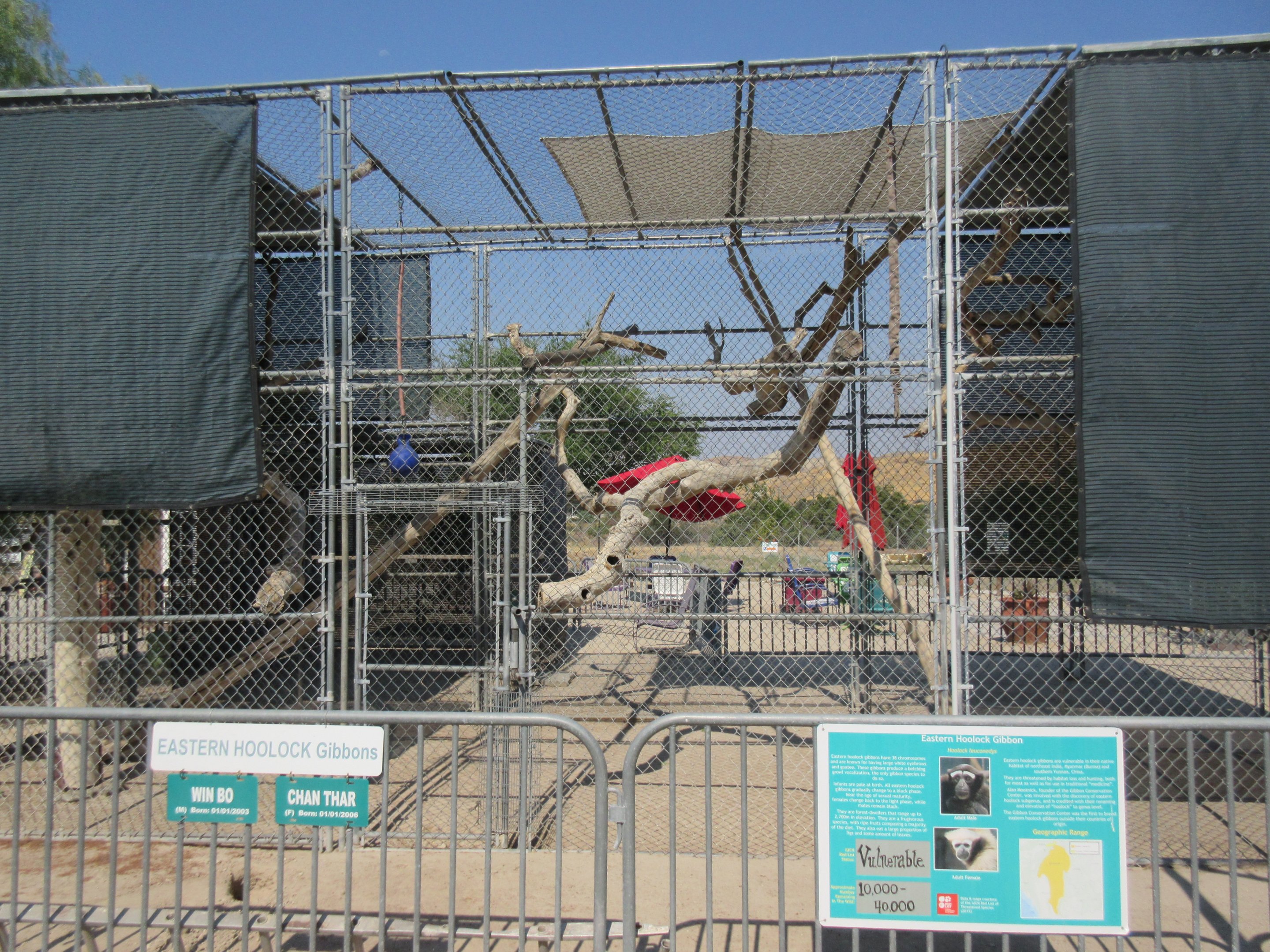 Eastern Hoolock Gibbon Exhibit