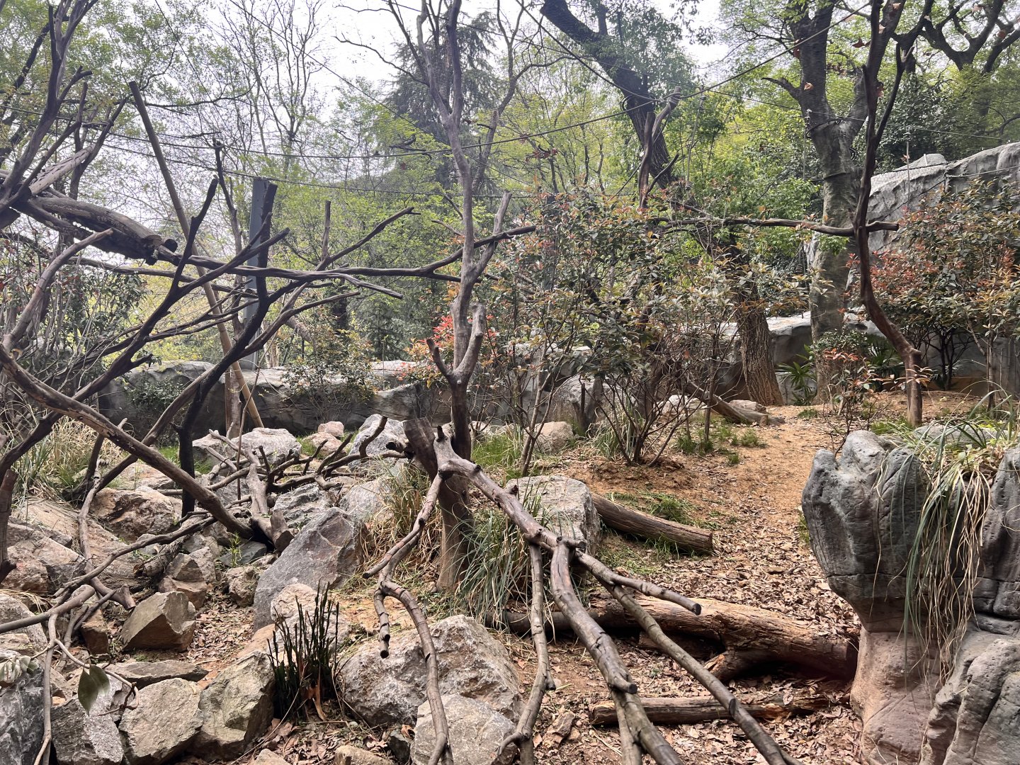 Eastern Hoolock Gibbon Exhibit