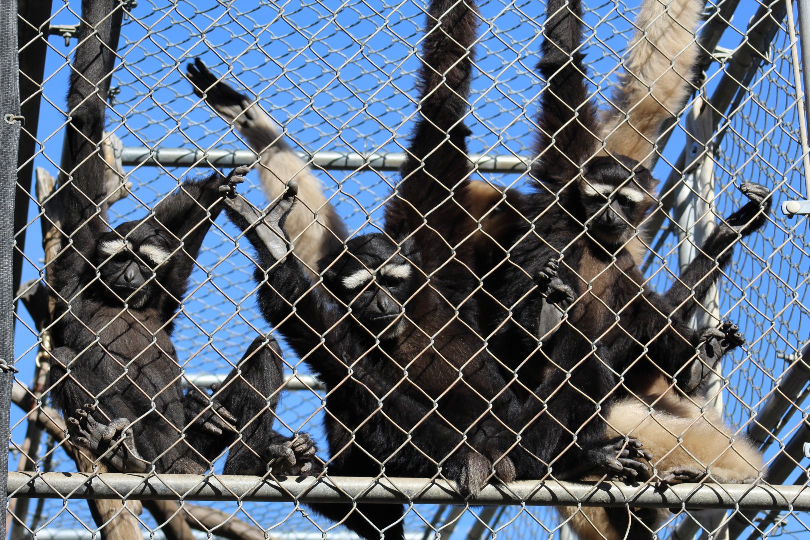 Eastern Hoolock Gibbon Family