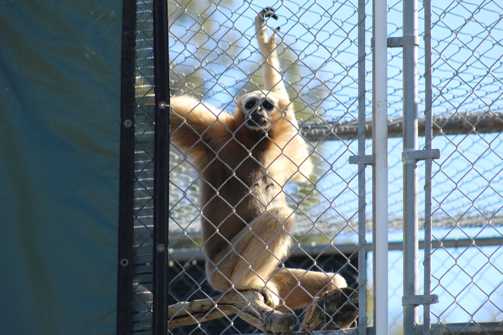 Eastern Hoolock Gibbon Female