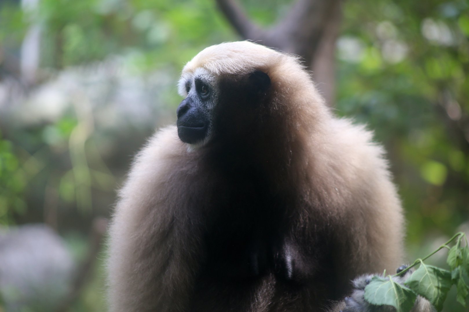 Eastern Hoolock Gibbon Female