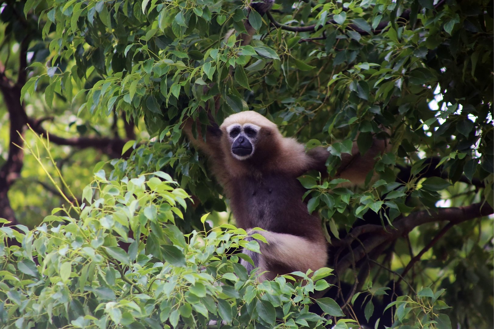 Eastern Hoolock Gibbon (Hoolock leuconedys), Female