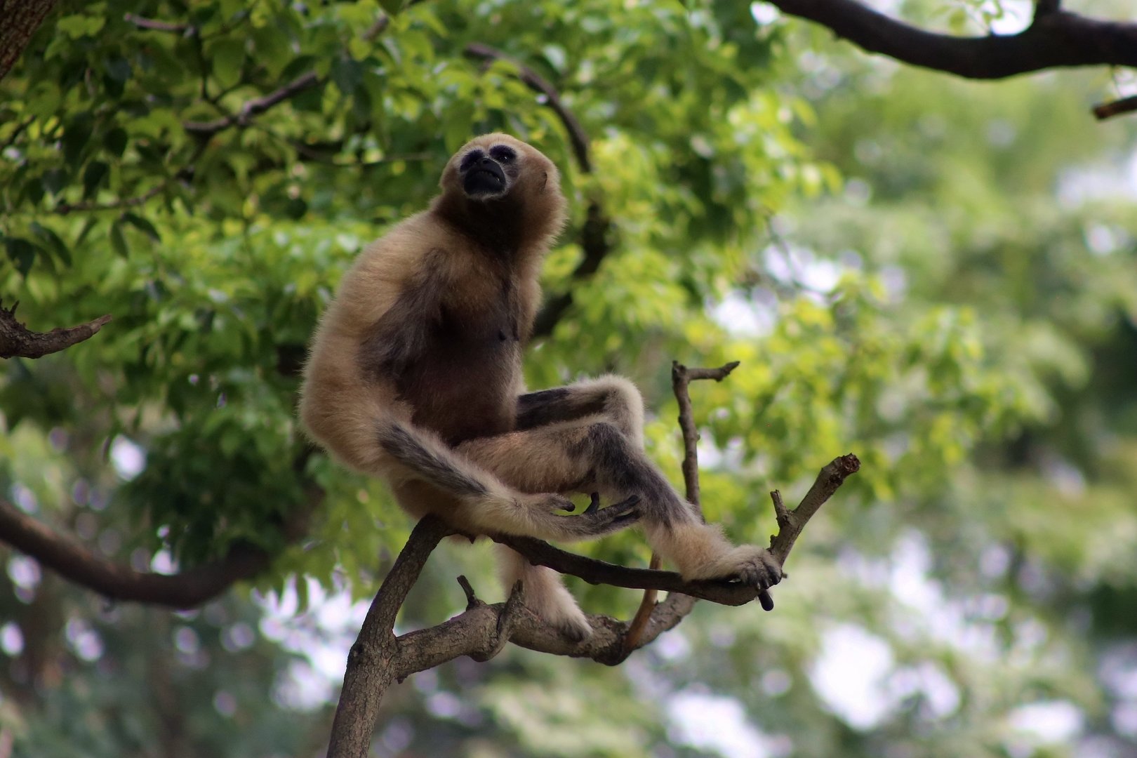 Eastern Hoolock Gibbon (Hoolock leuconedys), Female