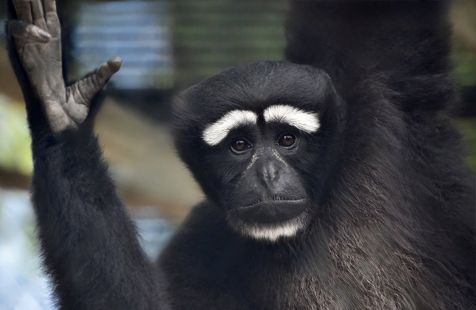 Eastern Hoolock Gibbon (Hoolock leuconedys) male - "Alan Jr."