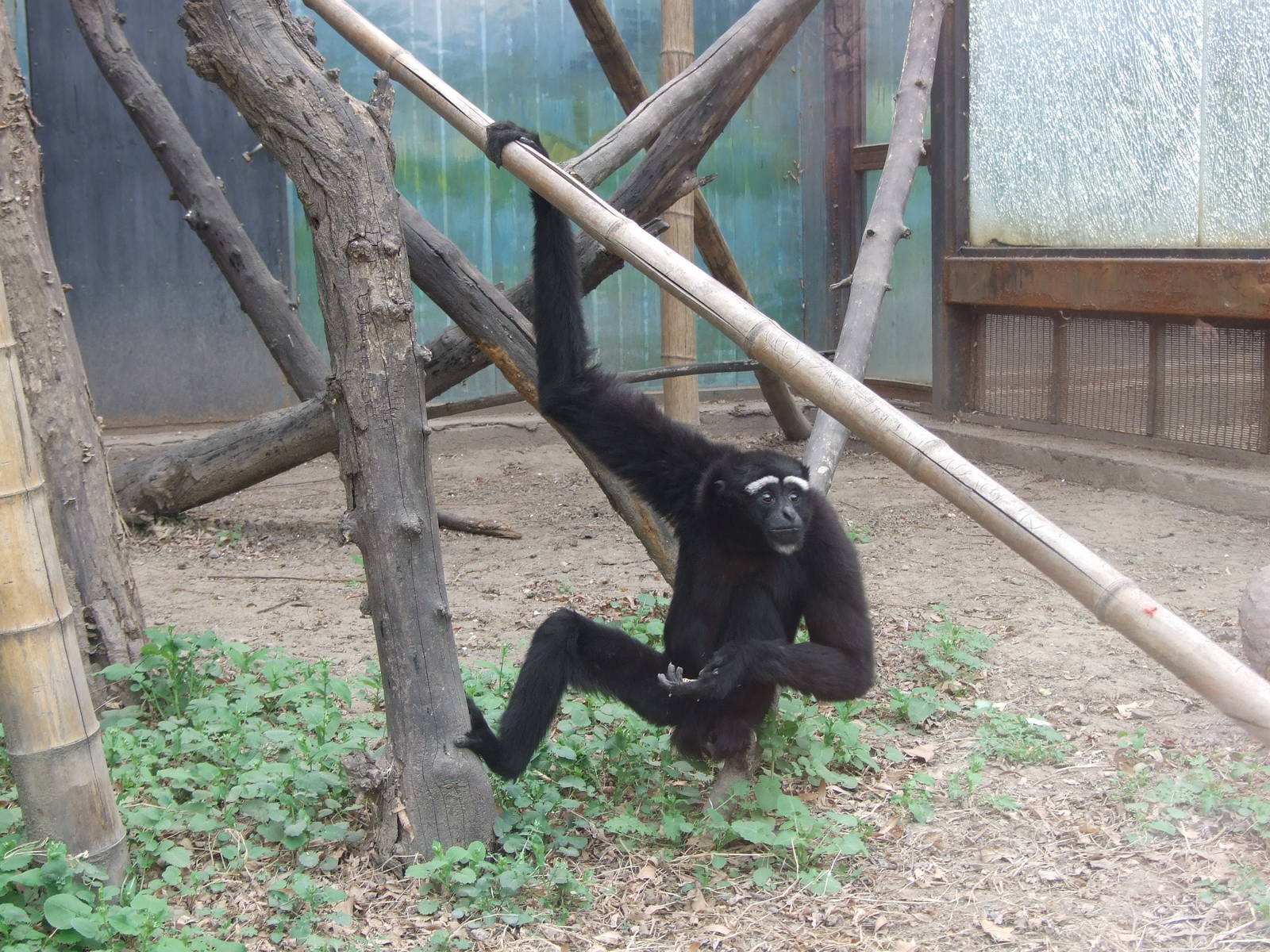 Eastern hoolock gibbon (Hoolock leuconedys)
