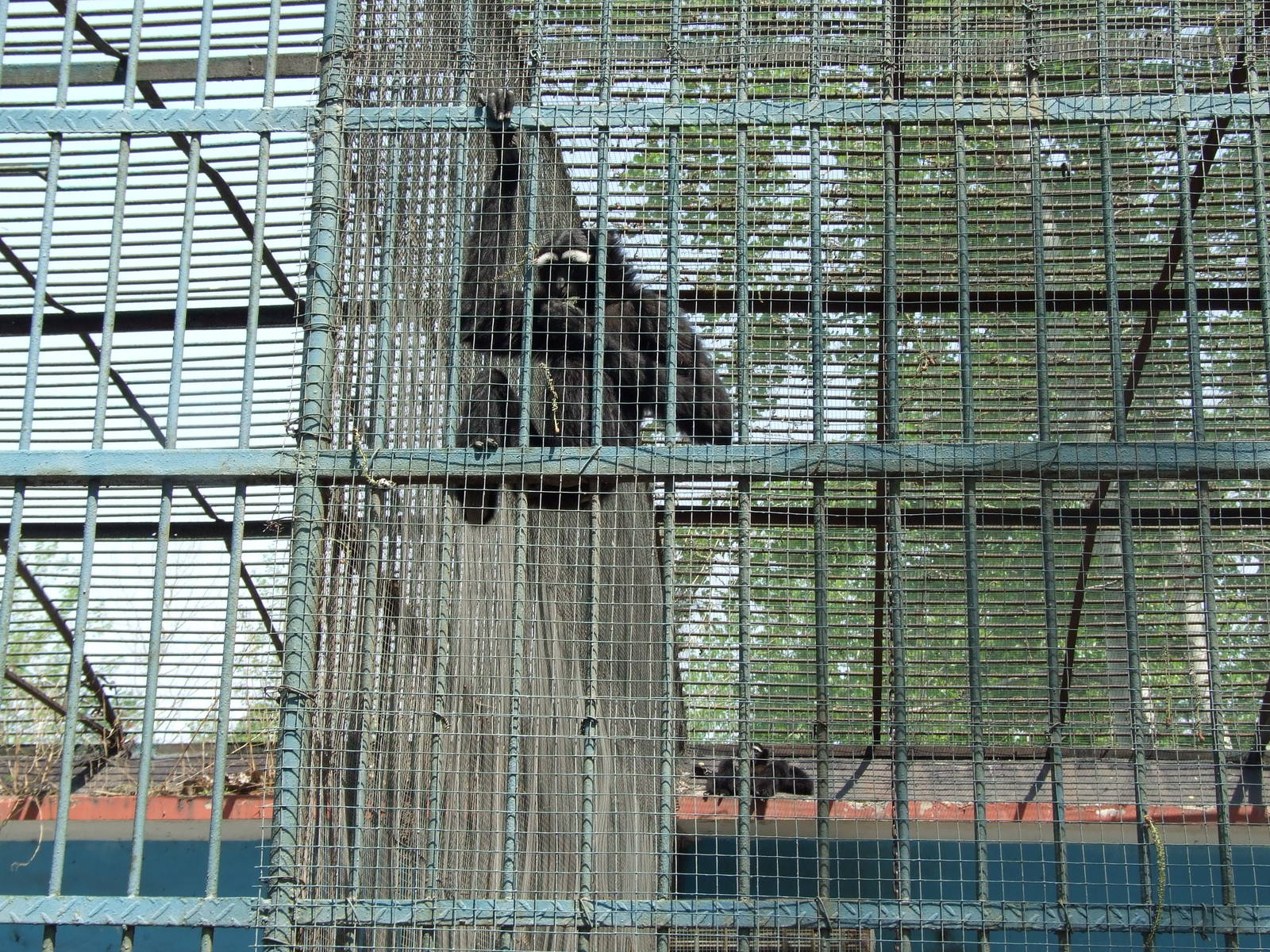 Eastern hoolock gibbon (Hoolock leuconedys)