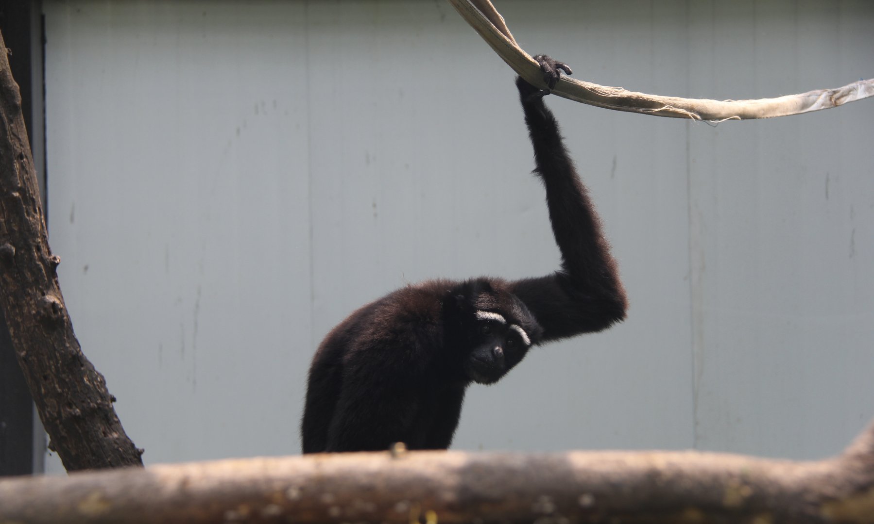 eastern hoolock gibbon (Hoolock leuconedys)