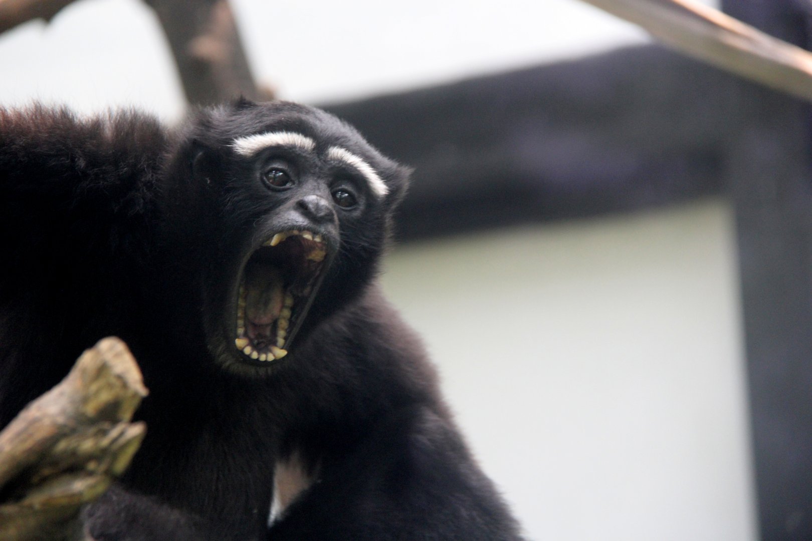 eastern hoolock gibbon (Hoolock leuconedys)