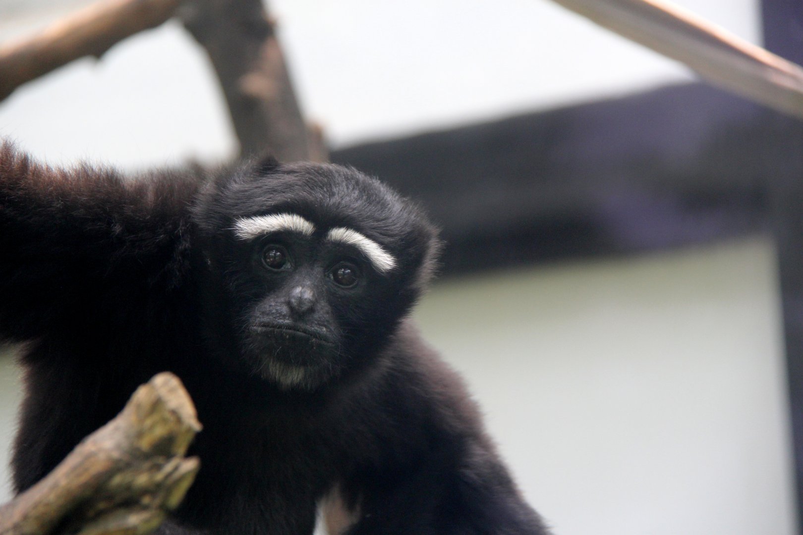 eastern hoolock gibbon (Hoolock leuconedys)