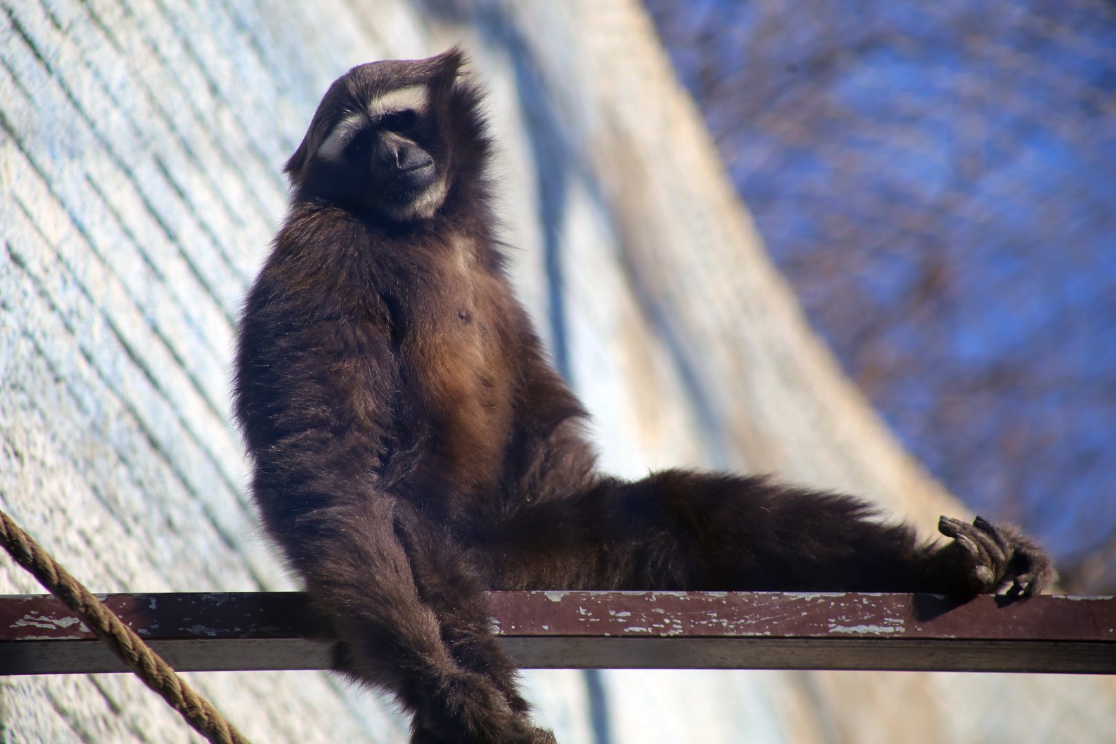 Eastern Hoolock Gibbon (Hoolock leuconedys)