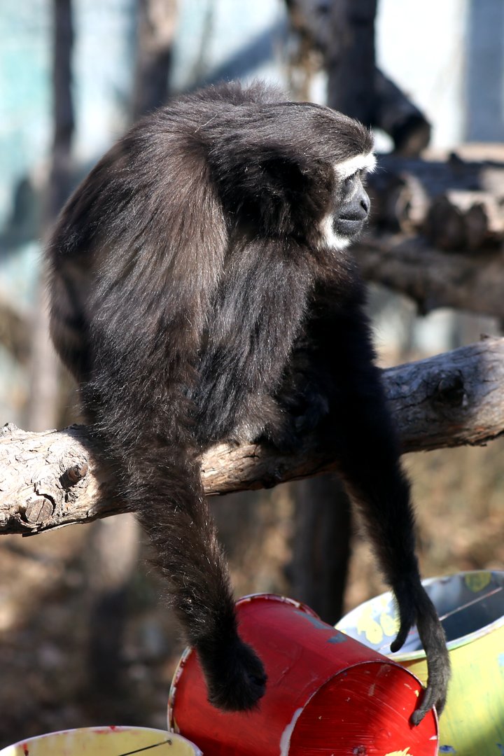 Eastern Hoolock Gibbon (Hoolock leuconedys)