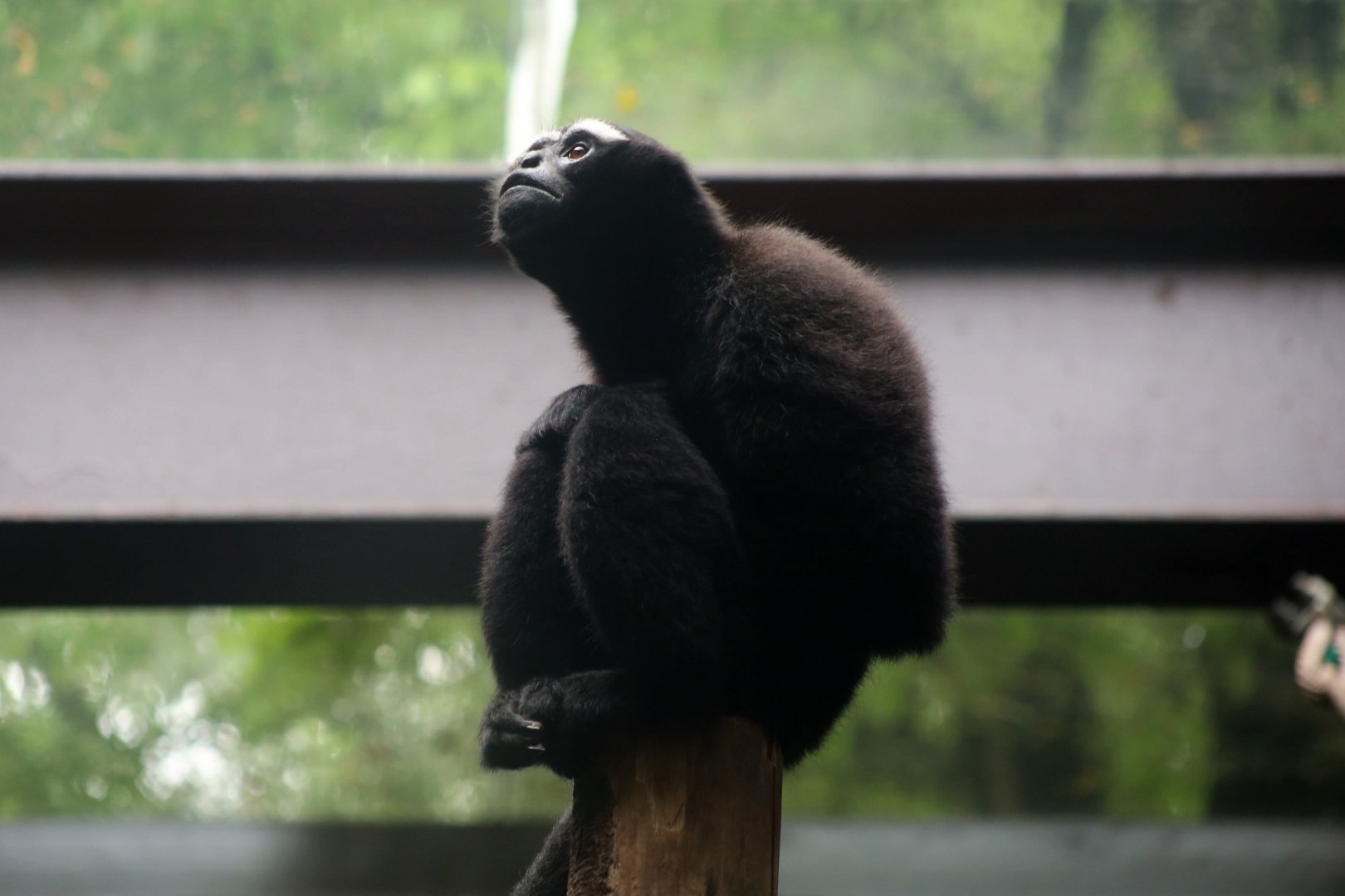 Eastern Hoolock Gibbon (Hoolock leuconedys)