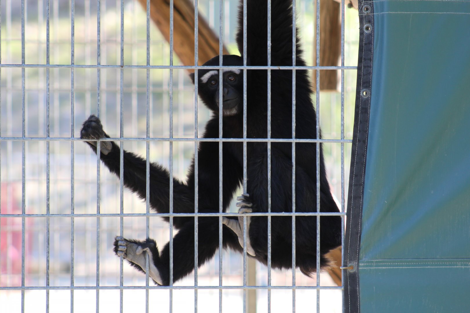 Eastern Hoolock Gibbon Male