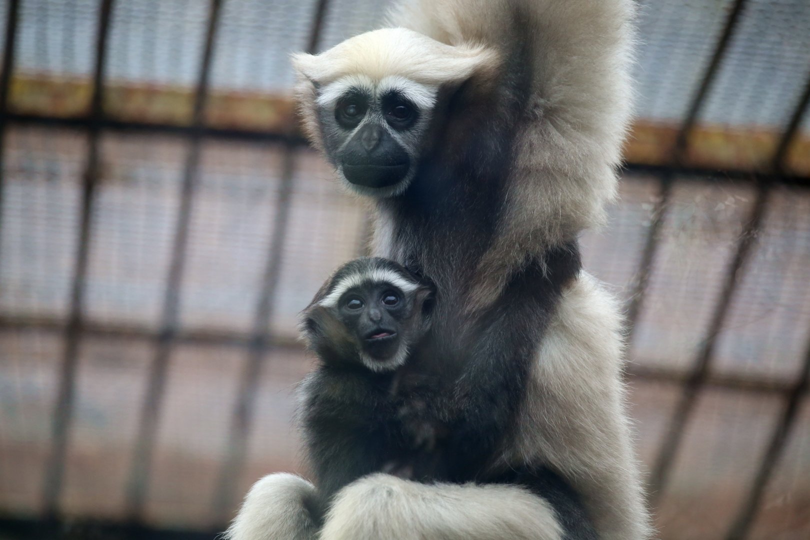 Eastern Hoolock Gibbon, Mother and Infant