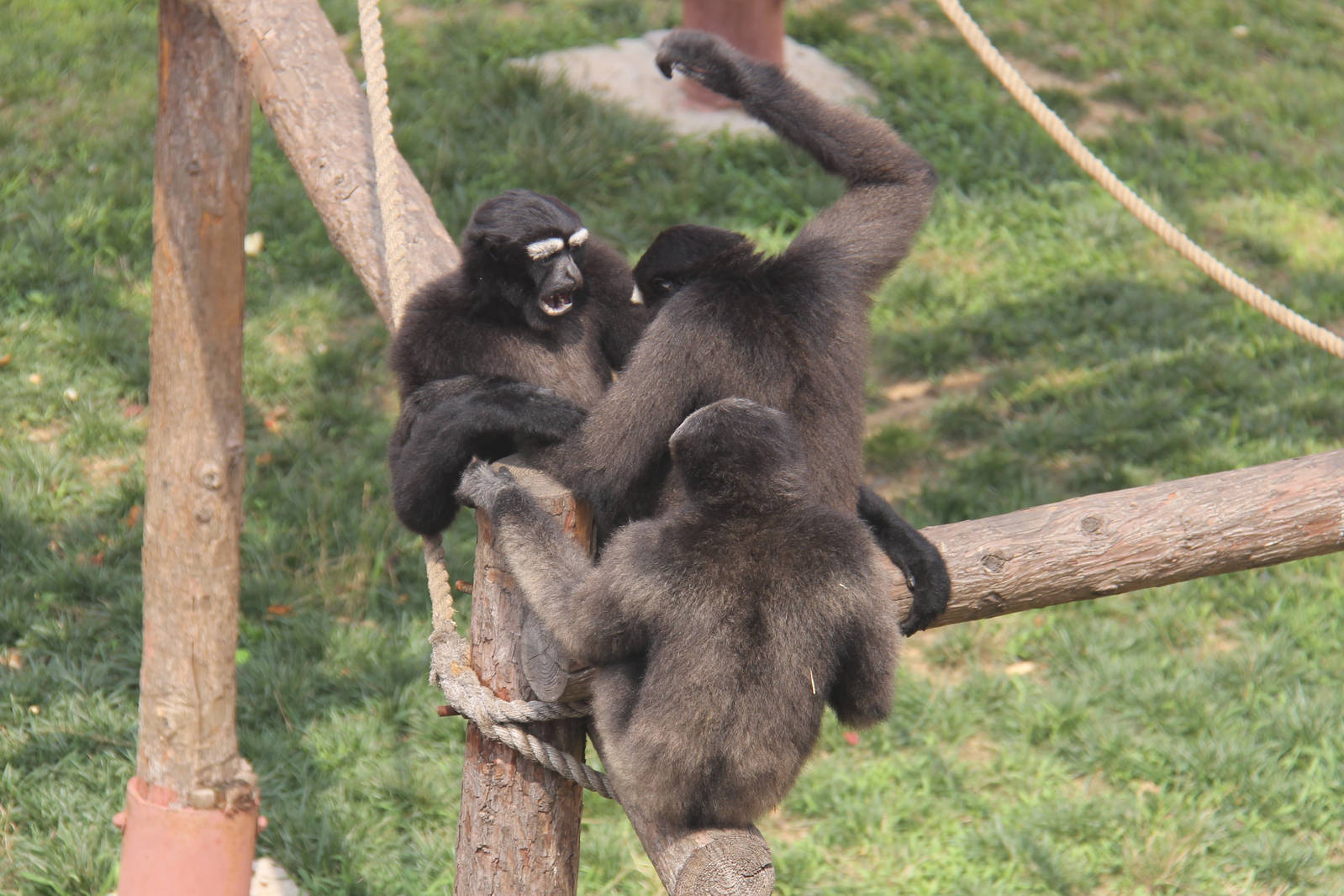 Eastern hoolock gibbon