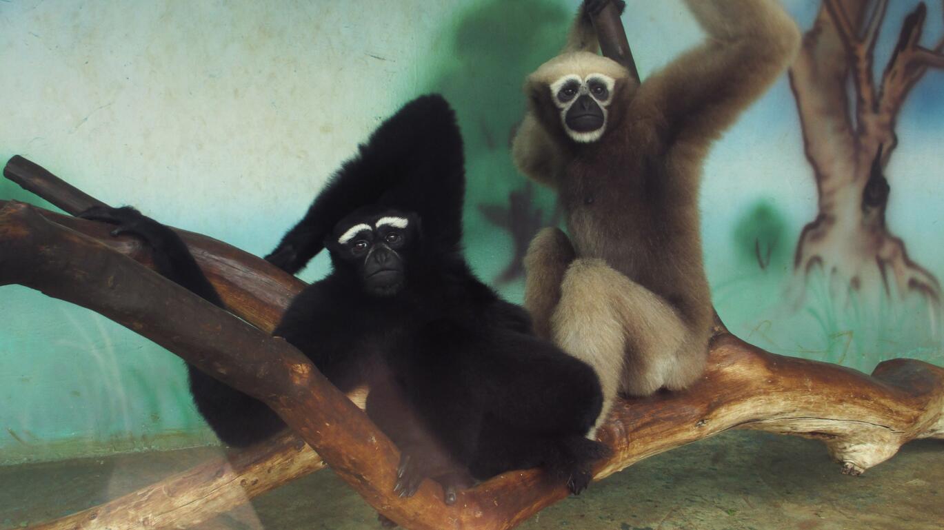Eastern hoolock gibbon
