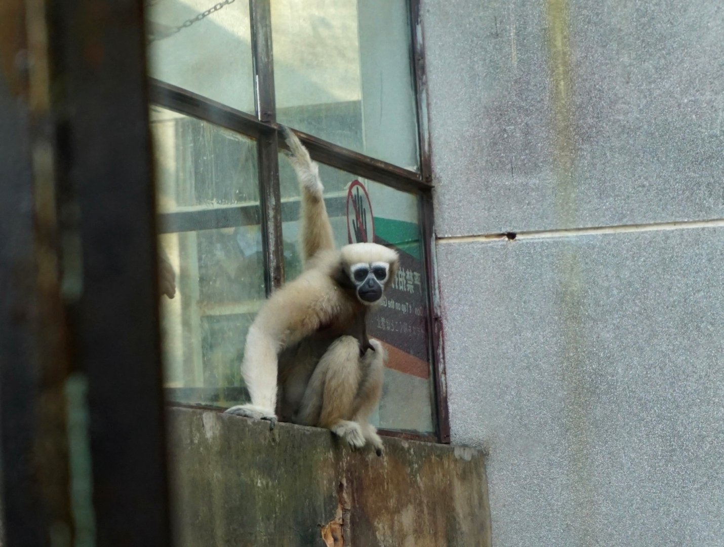 Eastern hoolock gibbon