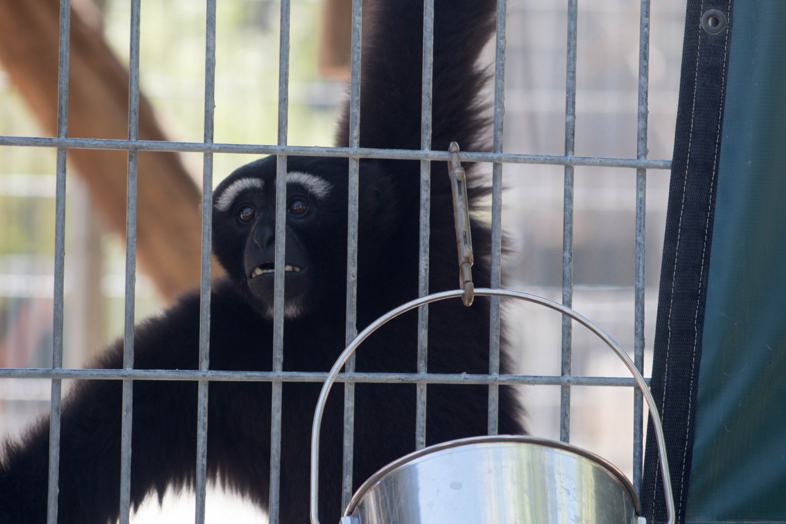 Eastern hoolock gibbon