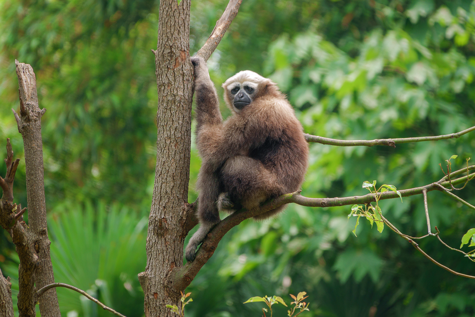 Eastern hoolock gibbon