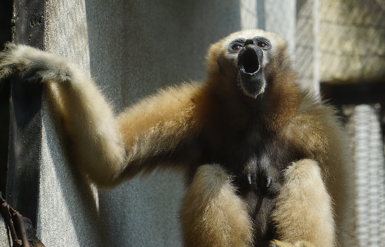 Eastern hoolock gibbon