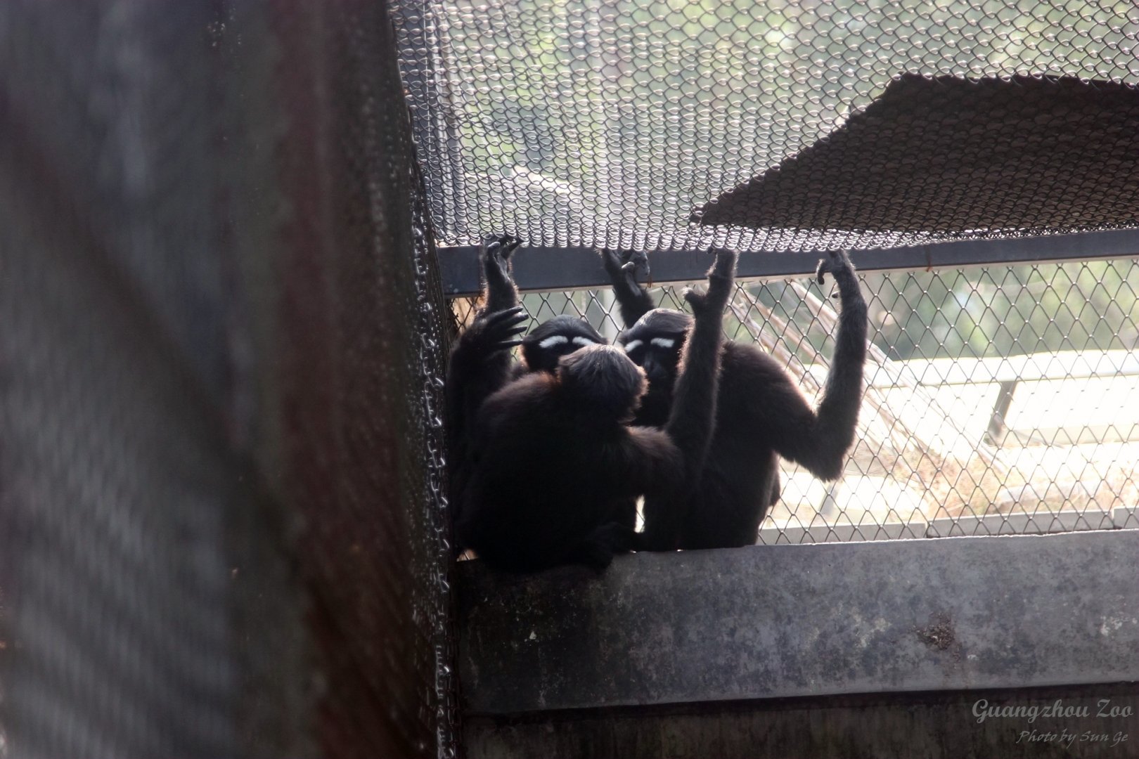 Eastern hoolock gibbons