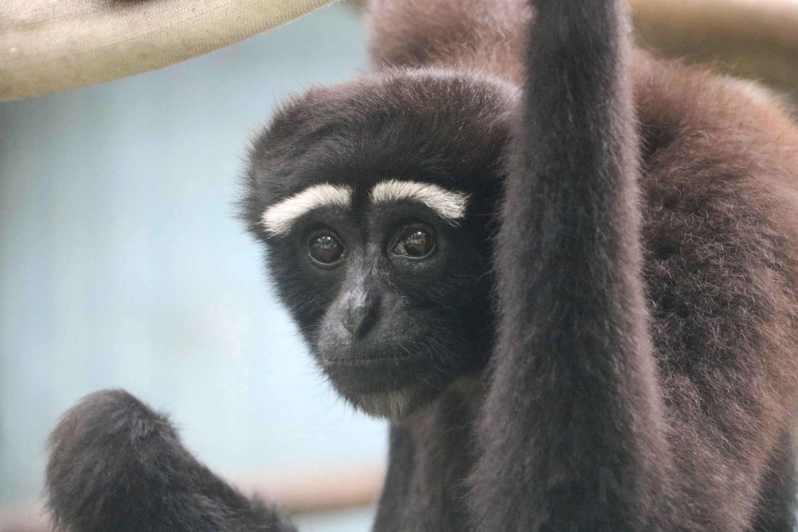 Eastern hoolock, July 2016