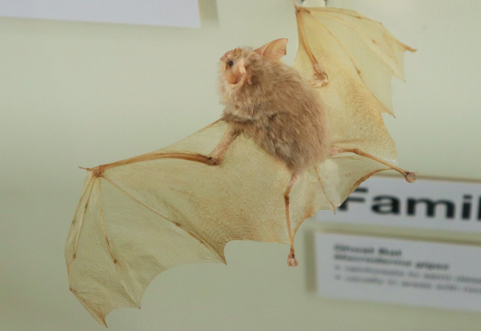 Eastern Horseshoe Bat (Rhinolophus megaphyllus)