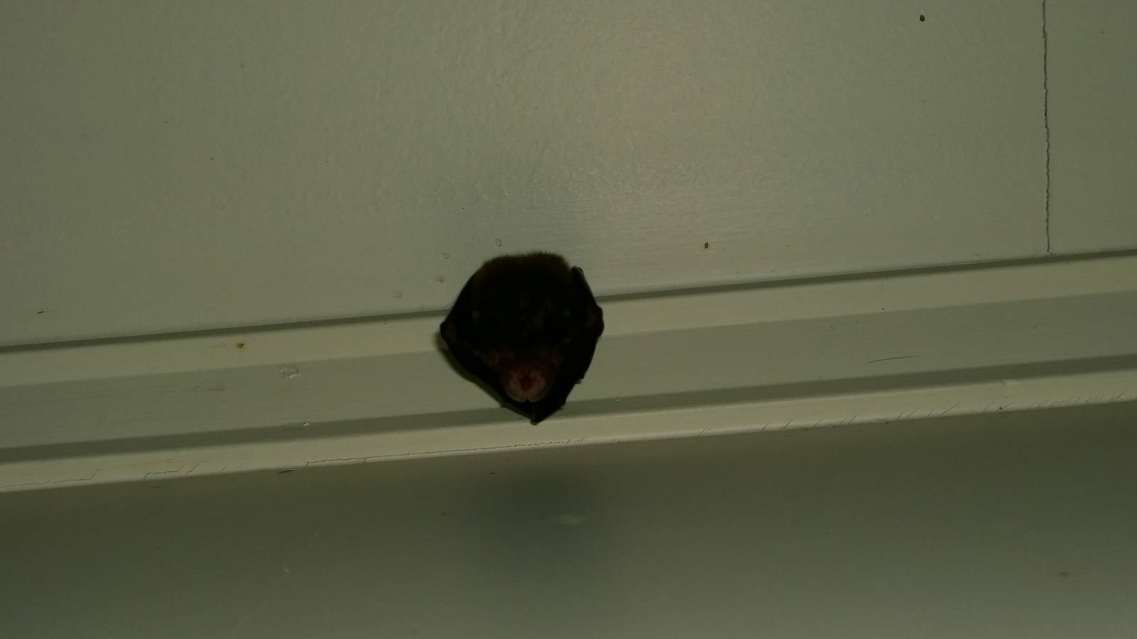 Eastern Horseshoe Bat