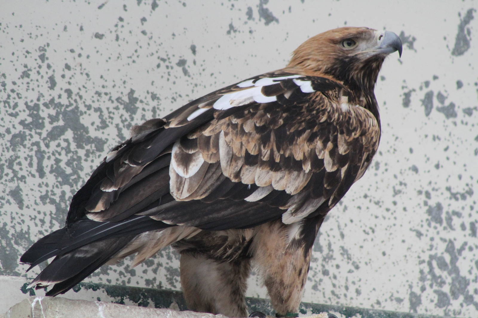 Eastern Imperial Eagle (Aquila heliaca)