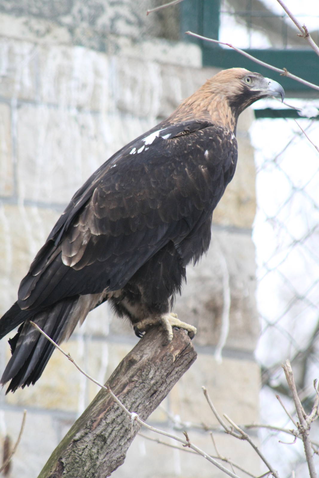 Eastern Imperial Eagle (Aquila heliaca)
