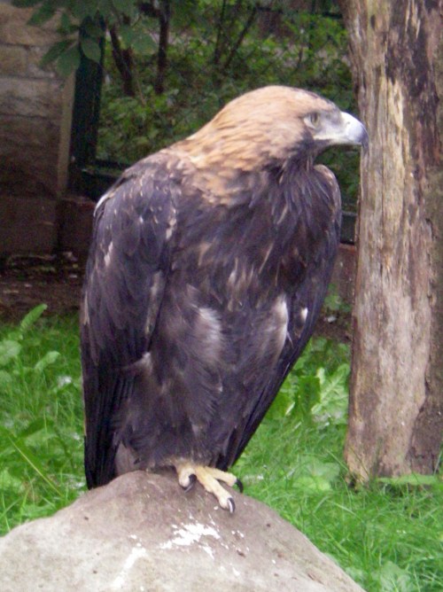Eastern Imperial Eagle (Aquila heliaca)