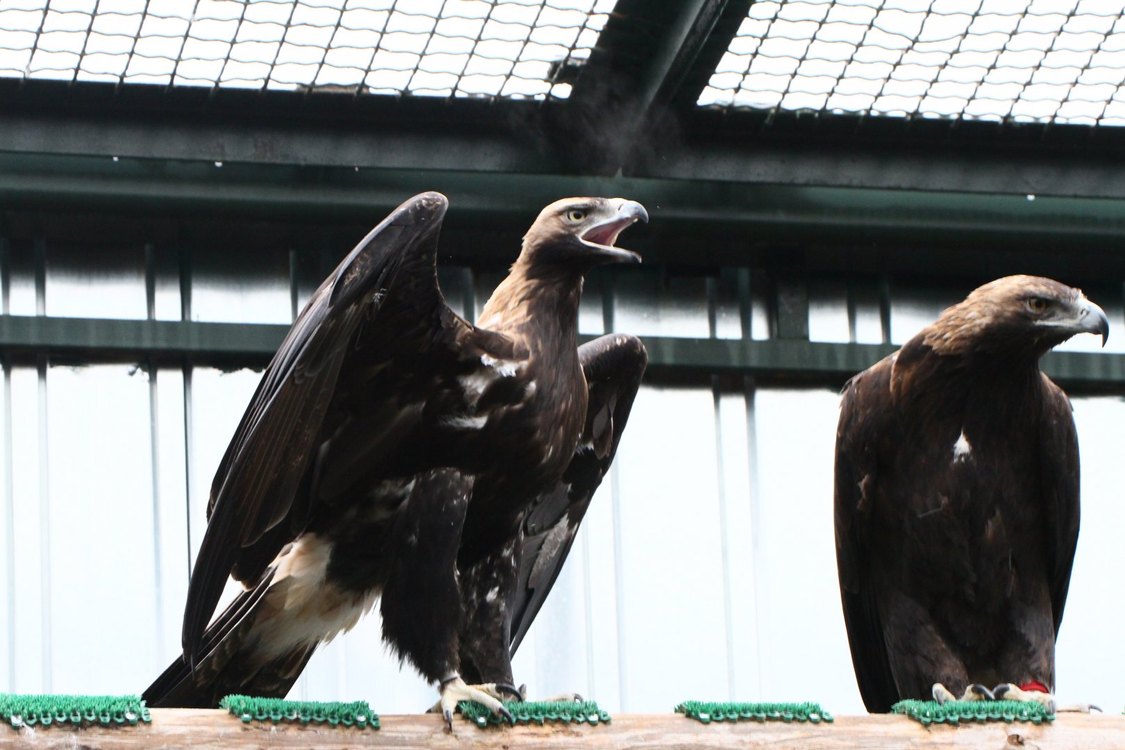 Eastern Imperial eagle (Aquila heliaca)