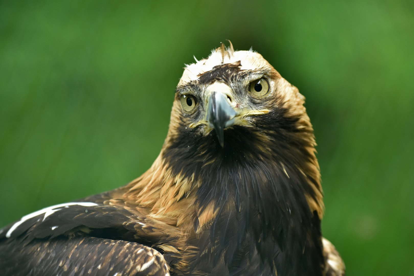 Eastern imperial eagle (Aquila heliaca)