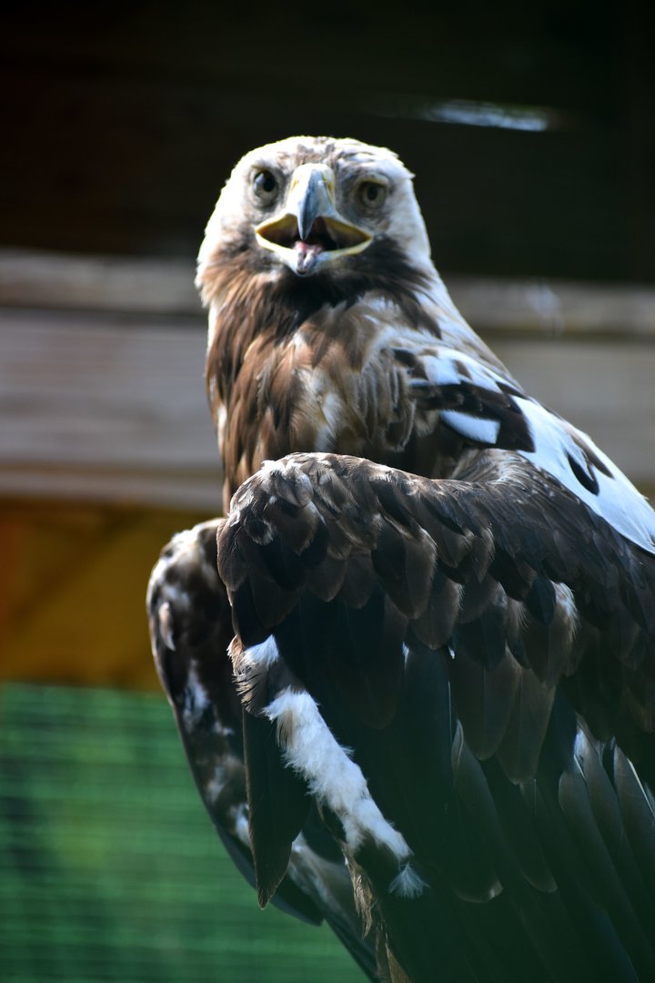 Eastern Imperial Eagle - Aquila heliaca